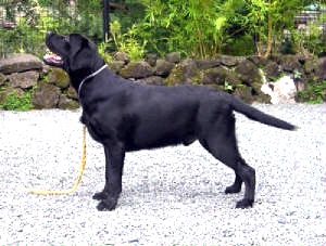 PHIL CH Angelfield's Yureka