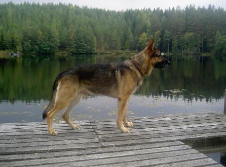 Likatorps Birk