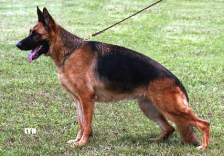 VA 2 (FR), V 22 BSZS Ostine Du Fosse De Norva