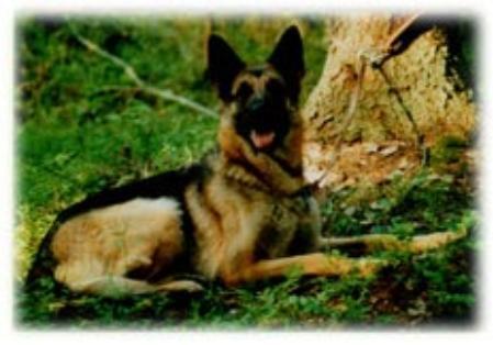 KORAD Contact's Delight