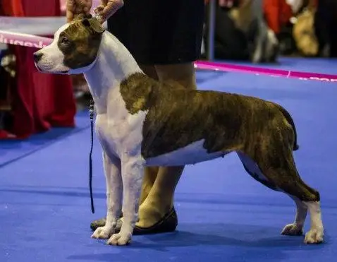 INT, AT, CZ, DE, HU CH. Blue Rock Calamity Ann's Darling
