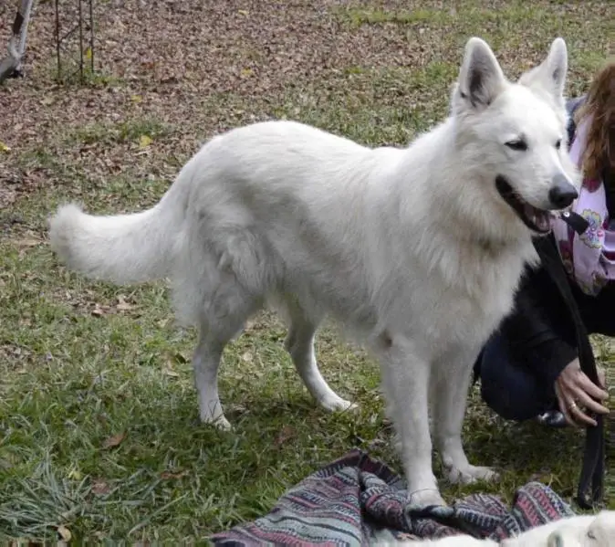 Ralph de White so White