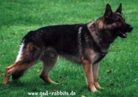 BSP SIEGER 2003 Attaque von der Adelegg