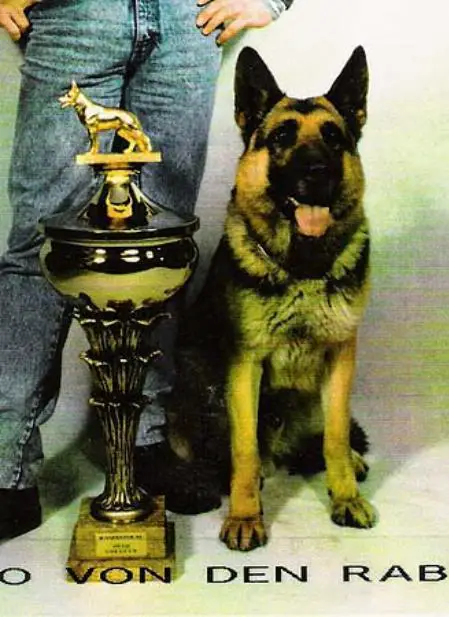 SG Brando von der Rabenau