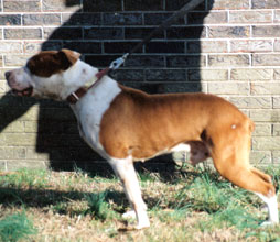 Stout's Kenneth of Dorsey