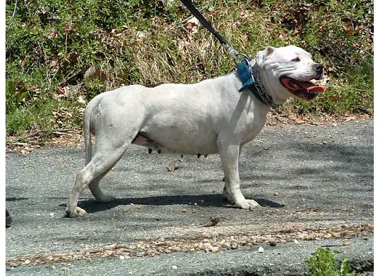 Belt's Lucille of Kinghaven