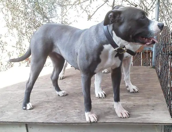 Belt's Maia of Stout's