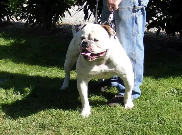 Manstopper's Chumlee A.K.A. Radar