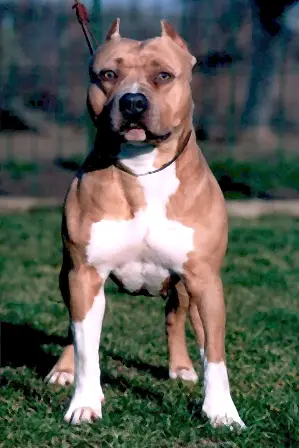 Backwoods Honey Baby of Miriam