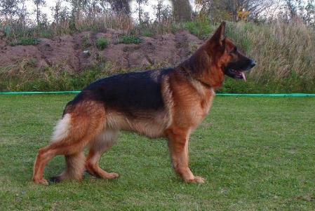 V Zora vom St.-Michaels-Berg