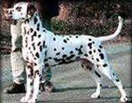 Perdita's Just In Time