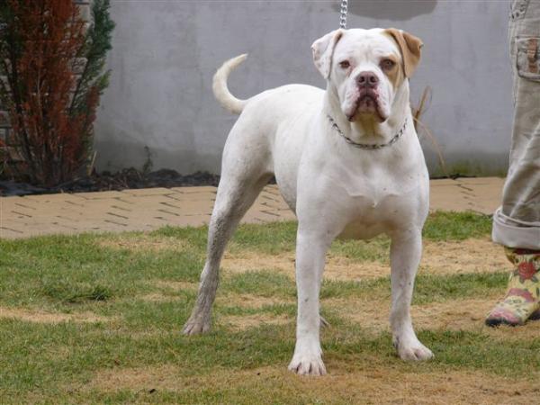 Albanybulls Backyard Roxy