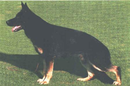 V Brix vom Mühlenknapp