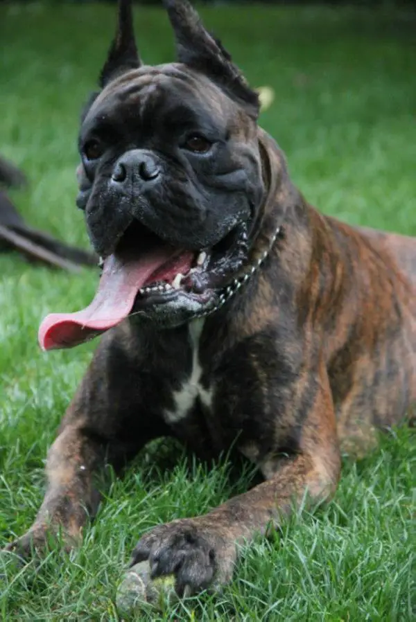 MULTI CH Epifan gala Podole