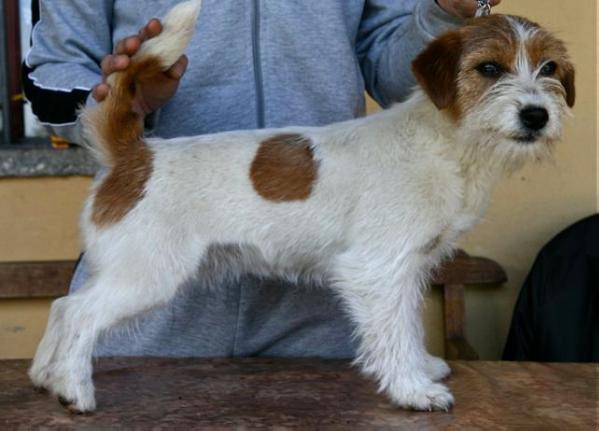 Knottelliten'S Picc-A-Dilly