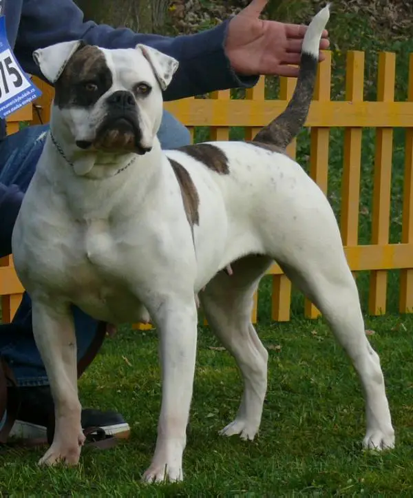 CH. Dailey's Fergie of Demoniac Team PH-0.30/0.30