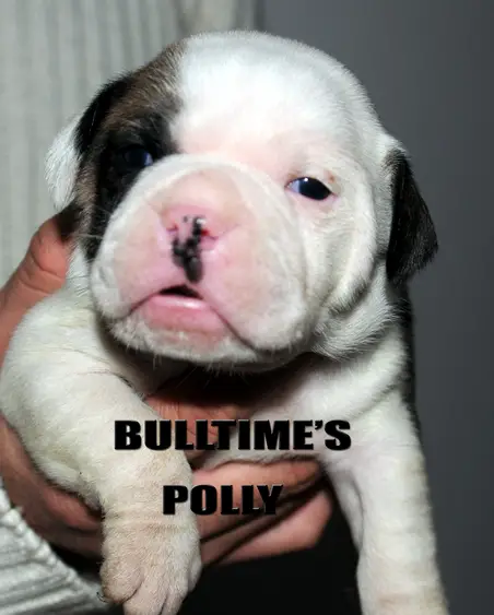 Bulltime'S Polly