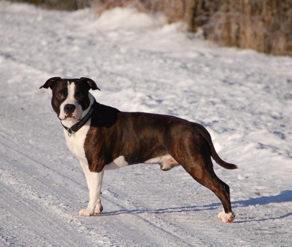 Mississippi Red Joker III