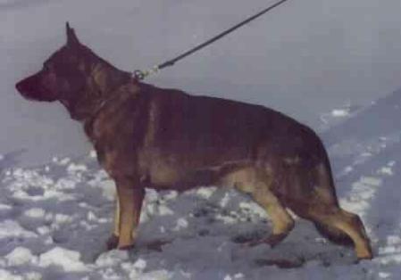 Cento van Tiekerhook