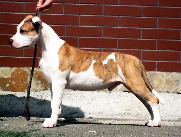 Speedfire S Almaznogo Ostrova