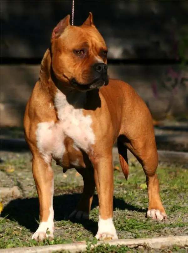 Malones Little Jersey Girl