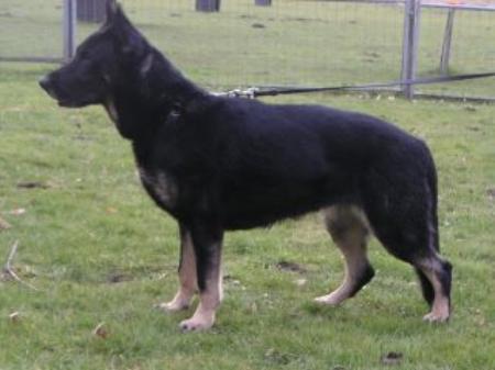 Anka vom Nordenstamm