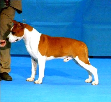 Maximo de Cans Juansa