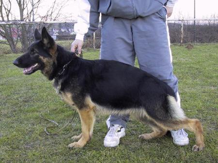 V Crixie vom Kirschental