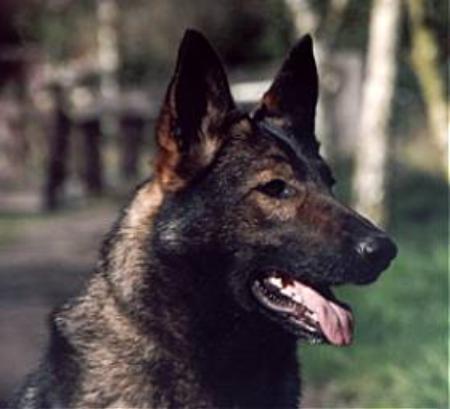 Ella vom Teuchelwald