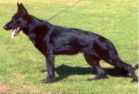 Dibah vom Teuchelwald