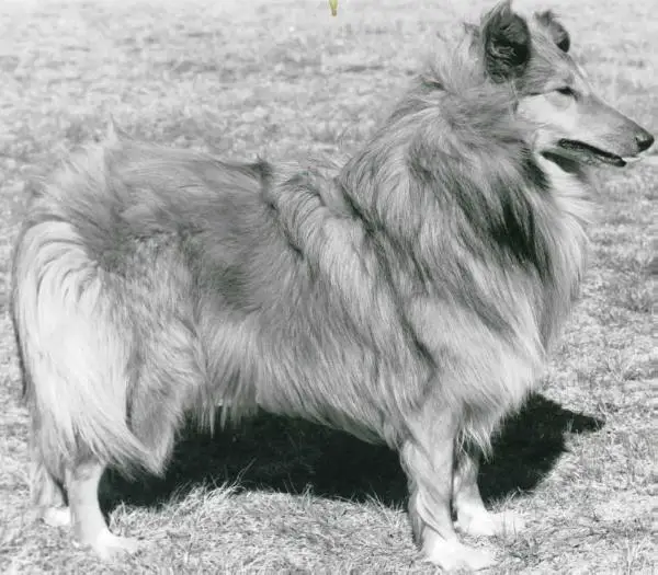 CH ZA Chellert Mystic Legend