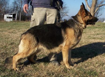 Dolli von der Rodbaude