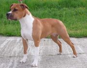 Whistle Valley Totally Bitchin