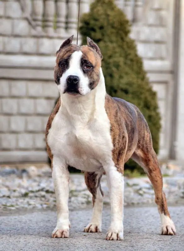 R-U Kentucky Show Girl