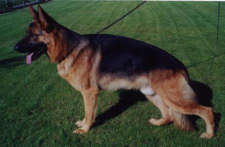 Yambo vom Kahlenberger Land