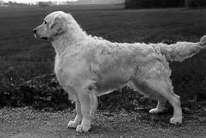 Dainty's Having It All