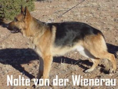 Nolte von der Wienerau