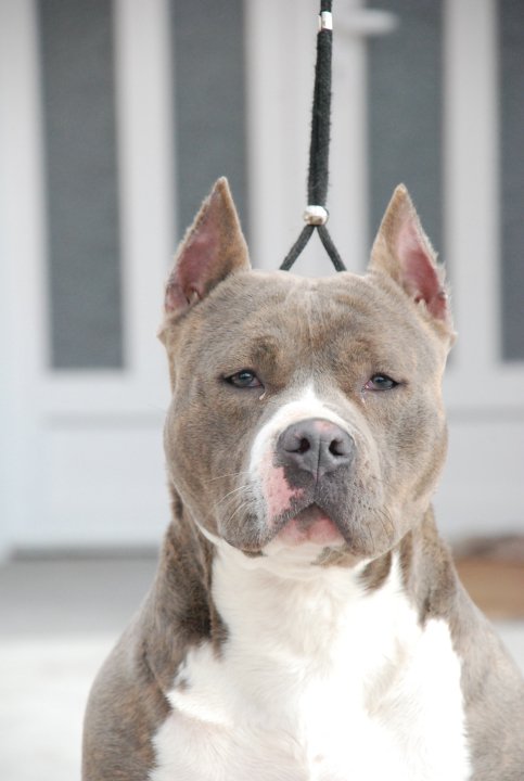 Tutu Blood Diamond of Mirza