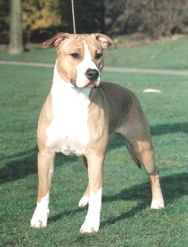 NVK Squadron Miss-a-Go-Go