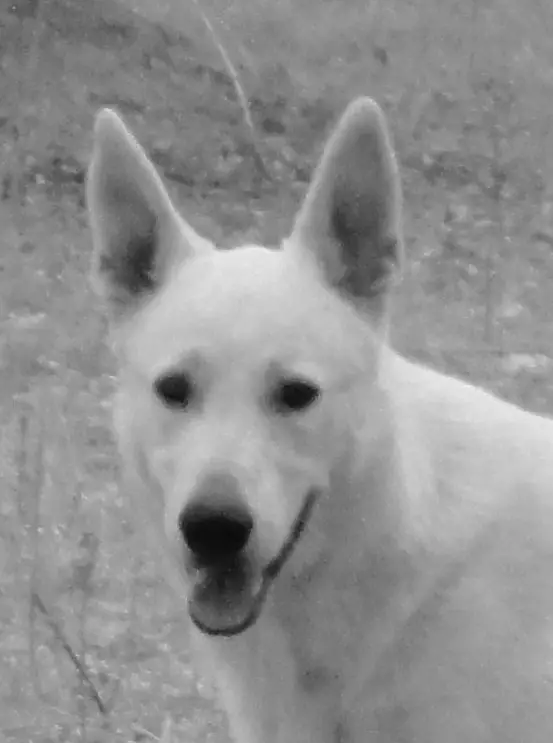 Isabelle de Conquistadores del Azahar