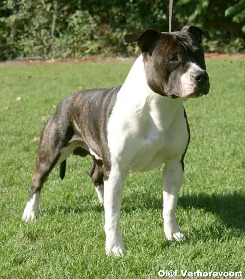 Skyblue's Southern Dee Jay