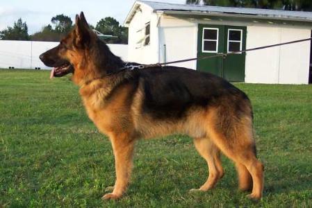 Remus Zorro