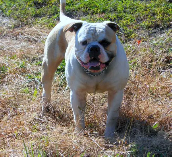 Whitey's Diesel