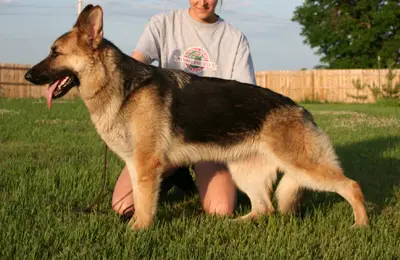 Zephyr's Tough Cookie Vwhitestone