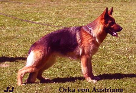 V2 orka von austriana