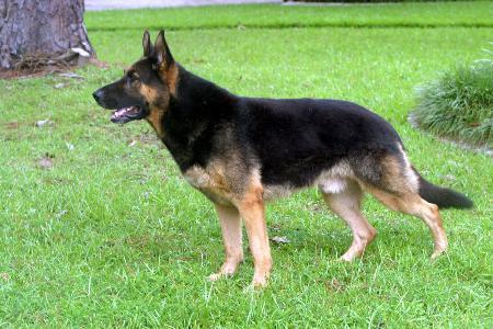 Ratz von der Lindenhalle