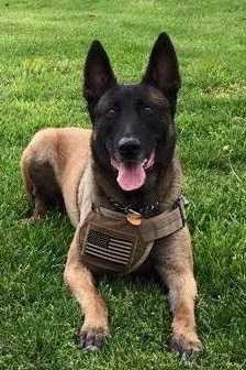 Boomer - CK-K9 LLC (Crain's Kennels)