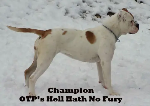 CHAMPION OTP's Hell Hath No Fury