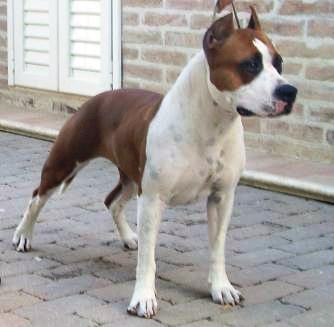 sitting bull red defender