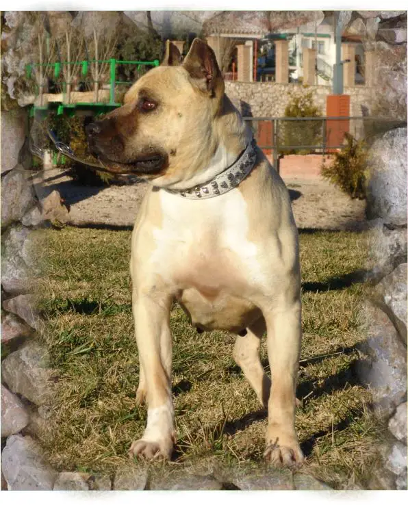 Heysel De Ngorong-Ngorong